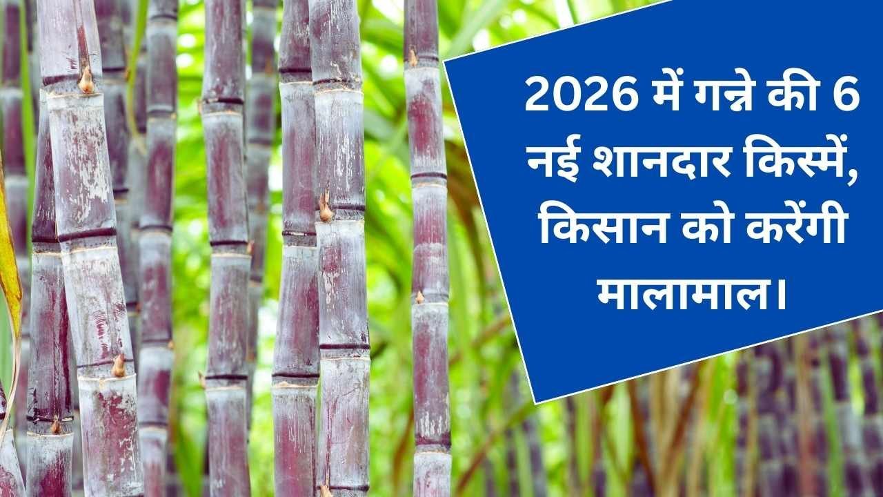 Read more about the article Sugarcane 2026 में गन्ने की 6 नई शानदार किस्में, किसान को करेंगी मालामाल।