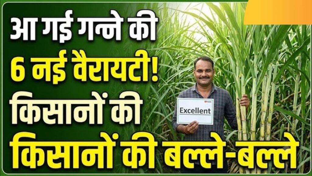 Sugarcane farmers' problems solved