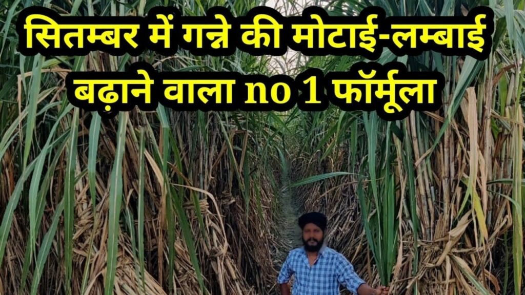 sugarcane tips